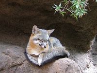 gray_fox.jpg